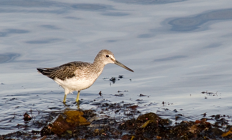 Gluttsnipe - Common greenshank  (Tringa nebularia).jpg